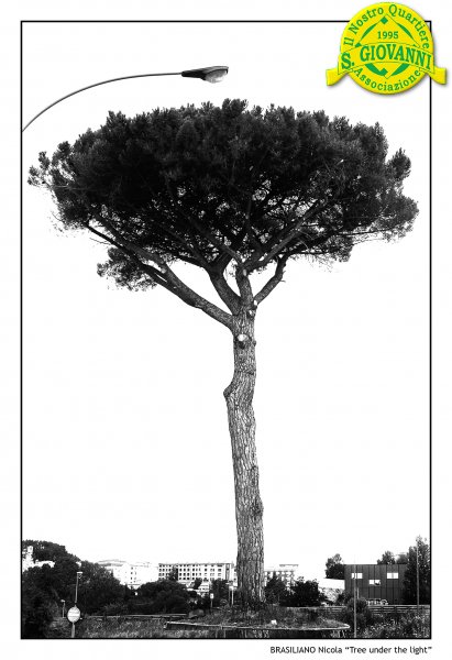 Tree_under_the_light